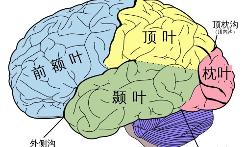 昏迷病人嘴巴往上噘-昏迷中的病人张嘴呼吸网—知名的昏迷病人喘气特别粗是要醒吗网站,分享昏迷病人嘴巴开始动了知识